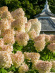 Гортензия Грандифлора (Grandiflora) метельчатая купить с доставкой Гортензия Грандифлора (Grandiflora) метельчатая купить с доставкой