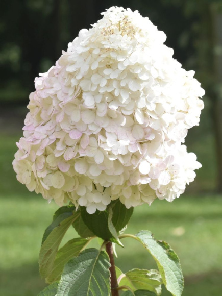 Гортензия Грандифлора (Grandiflora) метельчатая купить с доставкой Гортензия Грандифлора (Grandiflora) метельчатая купить с доставкой
