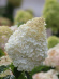 Гортензия Грандифлора (Grandiflora) метельчатая купить с доставкой Гортензия Грандифлора (Grandiflora) метельчатая купить с доставкой