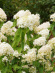 Гортензия Грандифлора (Grandiflora) метельчатая купить с доставкой Гортензия Грандифлора (Grandiflora) метельчатая купить с доставкой