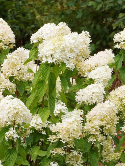 Гортензия Грандифлора (Grandiflora) метельчатая купить с доставкой Гортензия Грандифлора (Grandiflora) метельчатая купить с доставкой