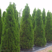 Туя Смарагд (Smaragd)