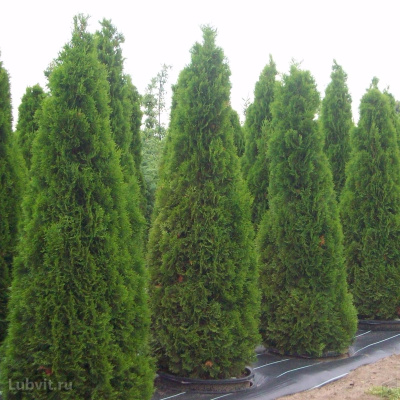 Туя Смарагд (Smaragd) купить с доставкой западная это хвойное дерево с узкой конической плотной компактносимметричной кроной Высота взрослого растения обычно варьируется в