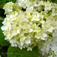Гортензия Стерилис (Sterilis) древовидная