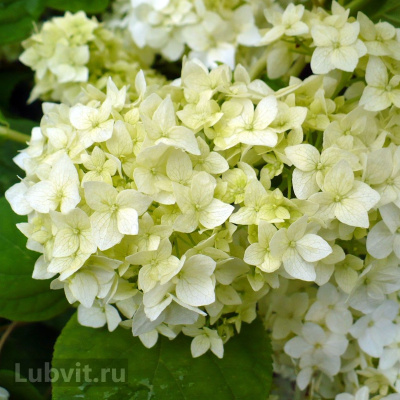 Гортензия Стерилис (Sterilis) древовидная купить с доставкой подойдет любителям необычных гортензий