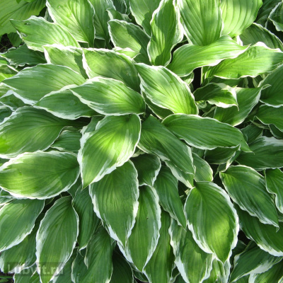 Хоста Вайт Он (White On) [L] купить с доставкой один из самых эффектных гибридных сортов