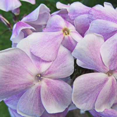 Флокс Константин Мельников купить с доставкой цветы ароматные, нежно сиреневого оттенка с белой звездочкой в центре. По форме классически, до 4 см в диаметре