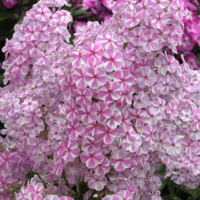 Флокс Наташа (Natasja) купить с доставкой 