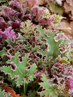 Гейхера Сашей (Sashay)