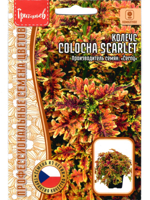 Колеус Colocha scarlet [Семена редких растений] купить с доставкой Колоча Scarlet – это яркий и эффектный сорт колеуса, который радует глаз своим насыщенным цветом листвы.