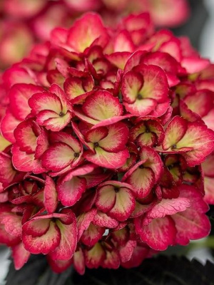 Гортензия Эклипс Фирст Эдишен (Eclipse First Editions) крупнолистая купить с доставкой 