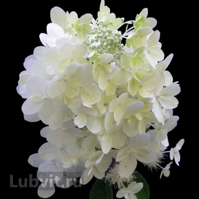 Гортензия Юник (Unique) метельчатая купить с доставкой Unique – идеальная гортензия для создания живой изгороди. Скорость ее роста поражает даже бывалых садоводов.