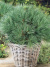 Сосна Веймутова (Pinus strobus) купить с доставкой