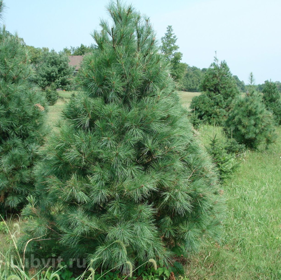 Сосна Веймутова (Pinus strobus) купить с доставкой Сосна Веймутова (Pinus strobus) купить с доставкой