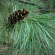Сосна Веймутова (Pinus strobus) купить с доставкой Сосна Веймутова (Pinus strobus) купить с доставкой