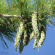 Сосна Веймутова (Pinus strobus) купить с доставкой Сосна Веймутова (Pinus strobus) купить с доставкой