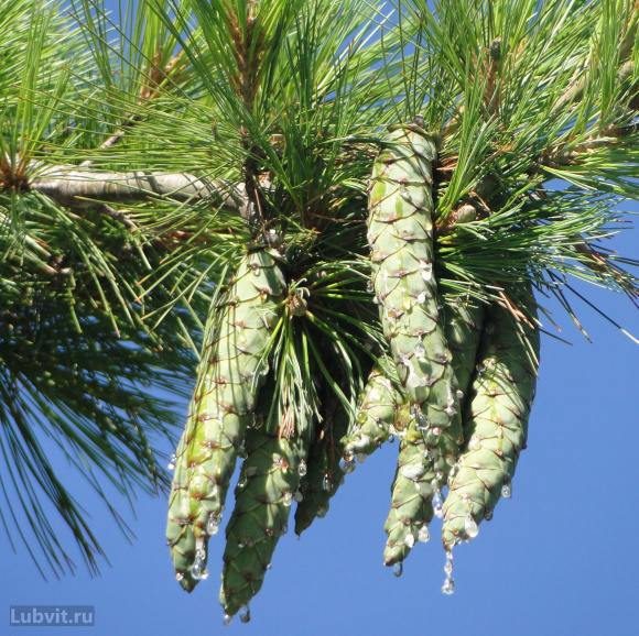 Сосна Веймутова (Pinus strobus) купить с доставкой Сосна Веймутова (Pinus strobus) купить с доставкой