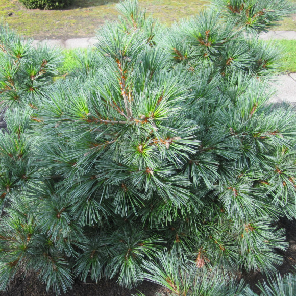Сосна Веймутова (Pinus strobus) купить с доставкой Сосна Веймутова (Pinus strobus) купить с доставкой