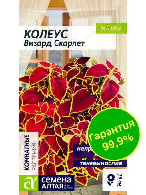 Колеус Визард Скарлет [Семена алтая] купить с доставкой Он смотрится очень эффектно и необычно благодаря уникальной расцветке - бордово-винная серединка листьев контрастирует с люминесцентной ярко-салатовой каемкой, производя неизгладимое впечатление.