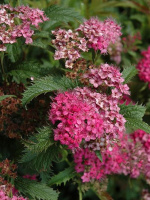 Спирея Криспа (Crispa)