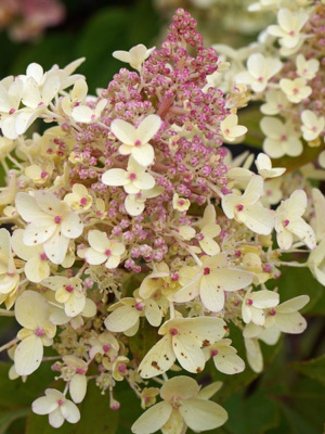 Гортензия Пандриа (Pandria) метельчатая купить с доставкой настоящая королева сада в розовых тонах! Крупные конусообразные соцветия этой красавицы словно выточены из розового кварца – такие же полупрозрачные, нежные и в то же время яркие. Начиная цветение белоснежными шапками, к середине сезона она окрашивается в нежно-розовый оттенок, а ближе к осени соцветия приобретают насыщенный малиново-розовый цвет с легким лиловым отливом. Особенно эффектно смотрятся крупные соцветия на фоне темно-зеленой блестящей листвы, создавая потрясающий контраст. Крепкие побеги уверенно держат тяжелые метелки даже во время дождя – ни одна капля не испортит роскошный внешний вид этой гортензии!