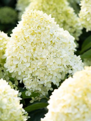 Гортензия Ливинг Коттон Крем (Living Creations Cotton Cream) метельчатая купить с доставкой 