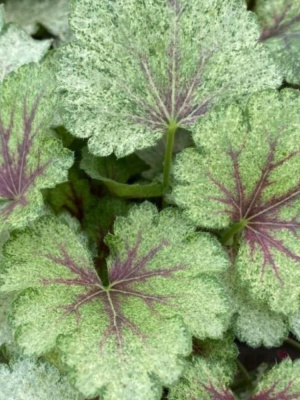 Гейхера Сноу Панки (Snowy Panky) купить с доставкой 