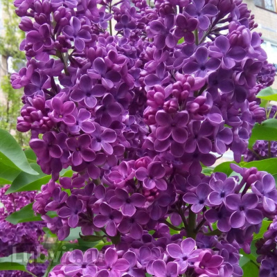 Сирень Адмирал Нахимов купить с доставкой Одна из самых ярких сортов “Русской Сирени”. Достойная память о знаменитом русском флотоводце, за плечами которого многочисленные победы и героическая оборона Севастополя