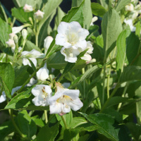 Вейгела Сноуфлейк (Snowflake)