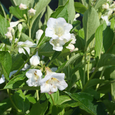 Вейгела Сноуфлейк (Snowflake) купить с доставкой Один из самых популярных сортов вейгелы, любимый садоводами и ландшафтными дизайнерами за высокую декоративность и неприхотливость в уходе.