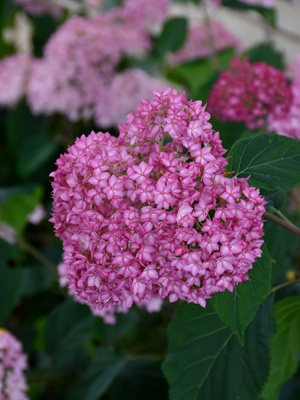 Гортензия Белла Анна (Bella Anna) древовидная купить с доставкой древовидная гортензия, которую можно назвать розовой жемчужиной благодаря огромным розовым соцветиям