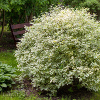 Дерен Элегантиссима (Elegantissima)