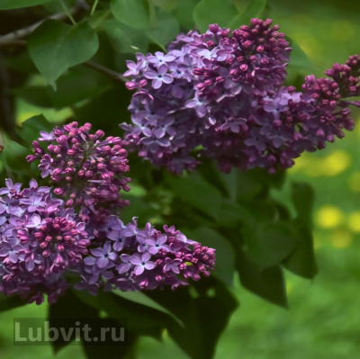Сирень Маршал Конев купить с доставкой Сорт группы “Русская сирень”. Чрезвычайно привлекателен контраст тёмно–розовых бутонов и дивных голубовато–лиловых лепестков с бахромчатым краем
