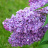 Сирень Маршал Конев купить с доставкой Сирень Маршал Конев купить с доставкой - Сирень Маршал Конев купить с доставкой