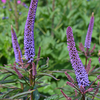 Вероникаструм Ред Арроуз (Red Arrows) купить с доставкой высокое травянистое растение с необычными цветами