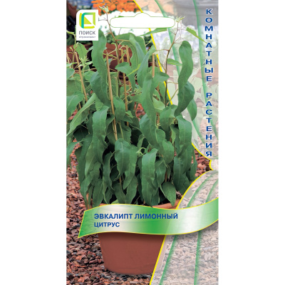 Эвкалипт лимонный Цитрус [Поиск] купить с доставкой это многолетнее теплолюбивое растение, пришедшее к нам из далекой австралии, где его деревья нередко достигают 30 метров в высоту