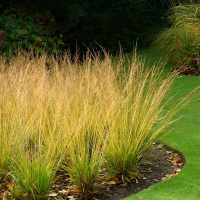 Молиния Хайдебраут (Heidebraut)