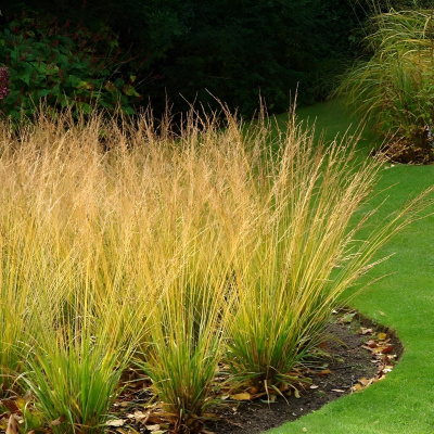 Молиния Хайдебраут (Heidebraut) купить с доставкой 