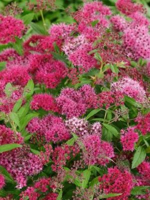 Спирея Антони Ватерер (Anthony Waterer) купить с доставкой 