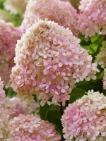 Гортензия Ливинг Литл Лав (Living Little Love) метельчатая