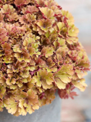 Гейхера Фрилли (Frilly) купить с доставкой 