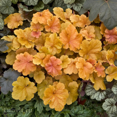 Гейхера Криста (Christa) купить с доставкой Небольшая гейхера с розеткой мелких пестрых листьев