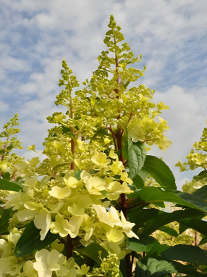 Гортензия Кэндллайт (Candlelight) метельчатая купить с доставкой “Огонек свечи” – то, что легло в основу этого сорта. Candlelight удивительная гортензия, чьи соцветия похожи на свет свечи
