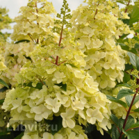 Гортензия Кэндллайт (Candlelight) метельчатая