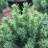 Ель Колючая (f.Glauca зеленая) купить с доставкой Ель Колючая (f.Glauca зеленая) купить с доставкой - Ель Колючая (f.Glauca зеленая) купить с доставкой