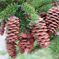 Ель Колючая (f.Glauca зеленая)