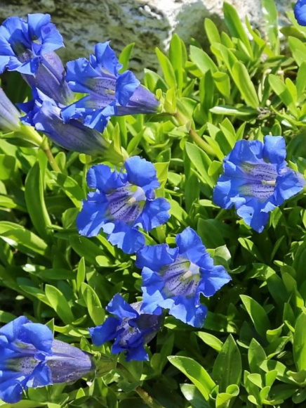 Горечавка Блю Стар (Blue Star) купить с доставкой