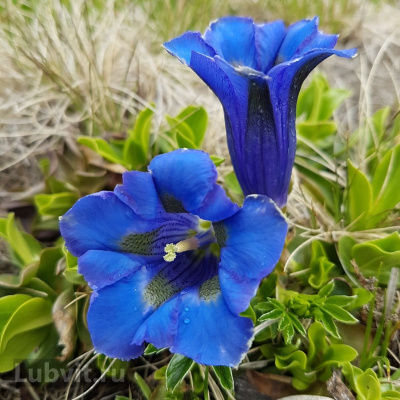 Горечавка Блю Стар (Blue Star) купить с доставкой гибридный сорт, выведенный на основе горечавки китайской в 2015 году