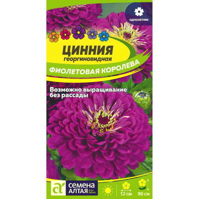 Цинния Фиолетовая Королева георгиноцв. [Семена алтая] купить с доставкой пышное и эффектное растение, которое станет нарядным украшением любой садовой клумбы или открытой террасы