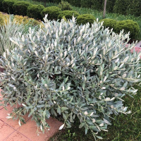 Ива швейцарская Гельветика (Helvetica)